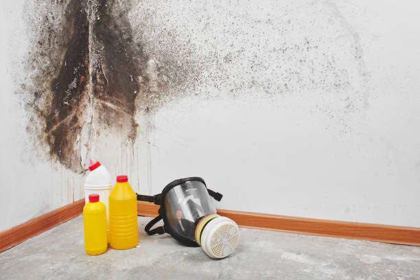 Certified Mold Removal in San Clemente, CA