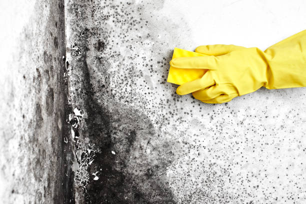 Best Attic Mold Removal  in San Clemente, CA