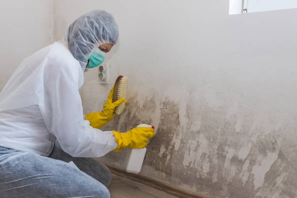 San Clemente, CA Mold Removal Company
