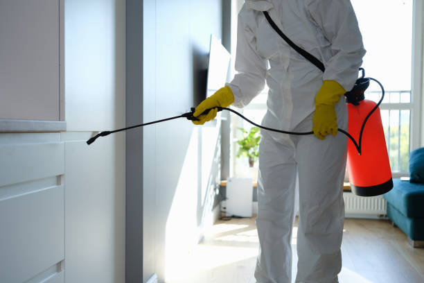 Best Mold Damage Repair  in San Clemente, CA