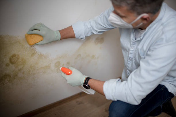 Best Commercial Mold Removal  in San Clemente, CA