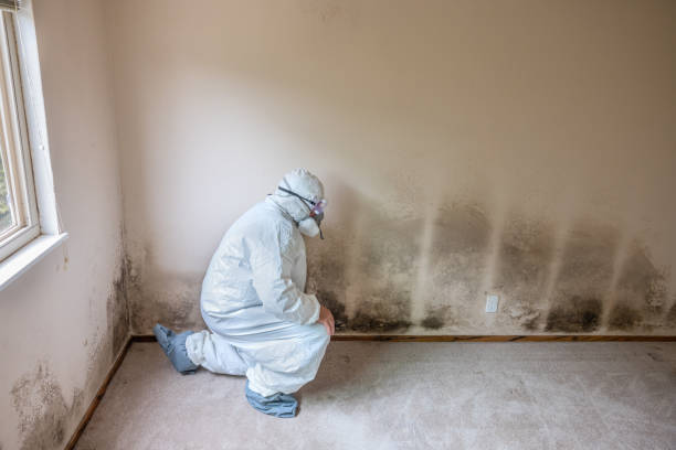 Best Certified Mold Removal  in San Clemente, CA