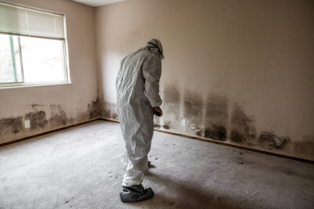Best Mold Testing  in San Clemente, CA