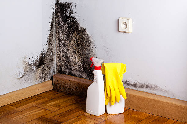 Best Mold Remediation  in San Clemente, CA