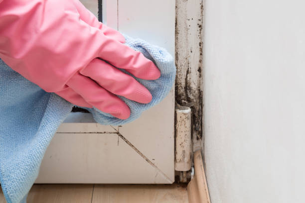 Best Mold Remediation Services  in San Clemente, CA