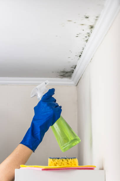 Best Professional Mold Removal  in San Clemente, CA